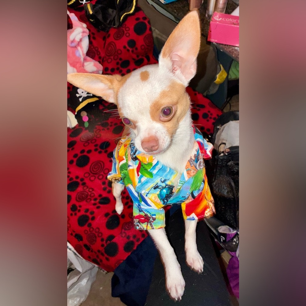 My puppy is not for sale he’s just modeling a few items .